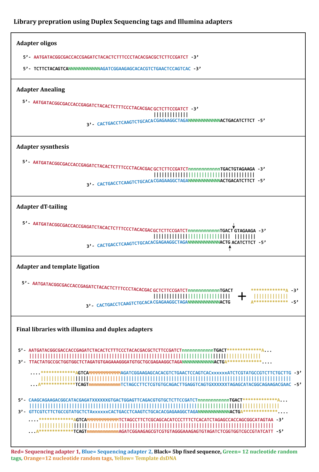 This graphic details the steps of duplex sequencing using Illumina adapters for next generation DNA analysis.